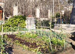 View of a city allotment  